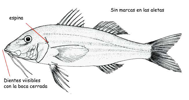 Pseudupeneus prayensis_01.jpg